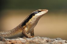 Ovambo-Baum-Skink