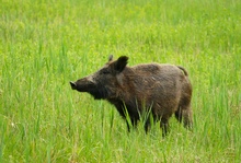 Wittern