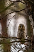 Im dunklen Wald