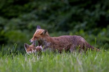 Alltag am Fuchsbau