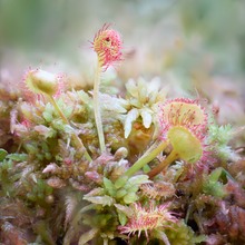 Im Hochmoor