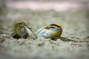 Halt den Schnabel!