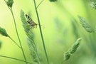 Gemeine Skorpionsfliege
