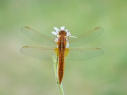 Feuerlibelle