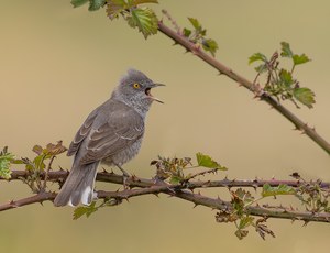 Singende Sperbergrasmücke