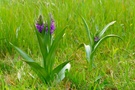Dactylorhiza ruthei
