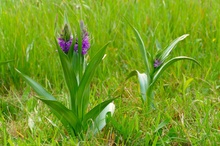 Dactylorhiza ruthei