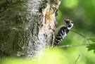 Kleinspecht