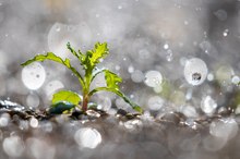 Unkraut - oder Unscheinbares in neuem Licht