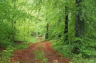 Frühlingswald