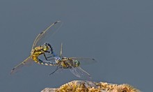 Hochzeitsflug