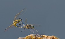 Hochzeitsflug