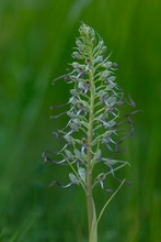 Filigran