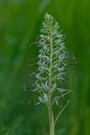 Filigran