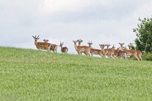 Spießertruppe