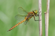 13b: Keilflecklibelle (Männchen)