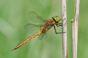 13b: Keilflecklibelle (Männchen)