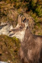 Gamsbock ausser Atem