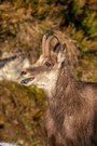 Gamsbock ausser Atem