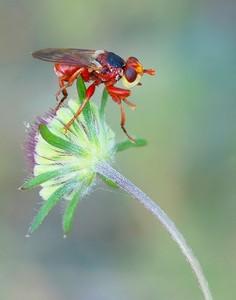 Blasenkopffliege (Myopa dorsalis)