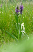 Dactylorhiza ruthei