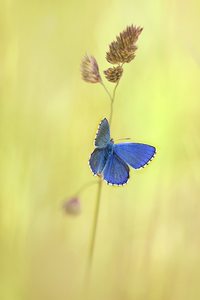 Himmelblau