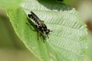Gemeine Mordfliege