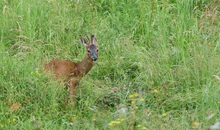 Junger Rehbock