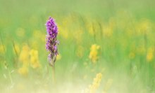 Orchidee