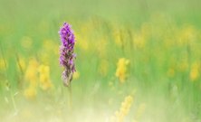 Orchidee