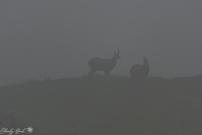 Gämse im Nebel