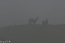Gämse im Nebel