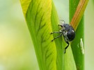 3 - 5 mm groß