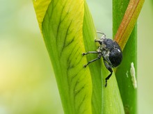 3 - 5 mm groß