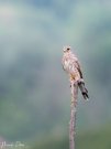 Turmfalke auf Ansitz