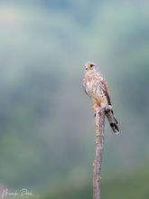 Turmfalke auf Ansitz