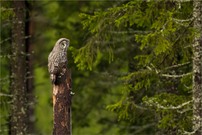Bartkauz (Strix nebulosa)