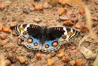 Junonia