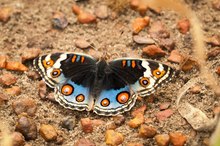 Junonia