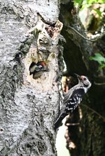 Kleinspechtfütterung