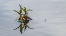 Insel im Wasser