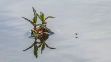 Insel im Wasser