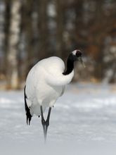 Vogel des Glücks