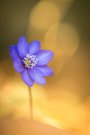 Ein Leberblümchen