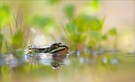 "Teichfrosch im Habiat"