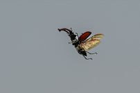Hirschkäfer flieg
