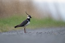 Im Regen stehen gelassen: Kiebitz