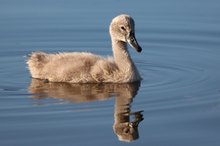 junger Höckerschwan