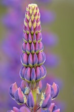 schöne Farben und Formen