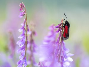 Artkomplex Zygaena purpuralis/minos